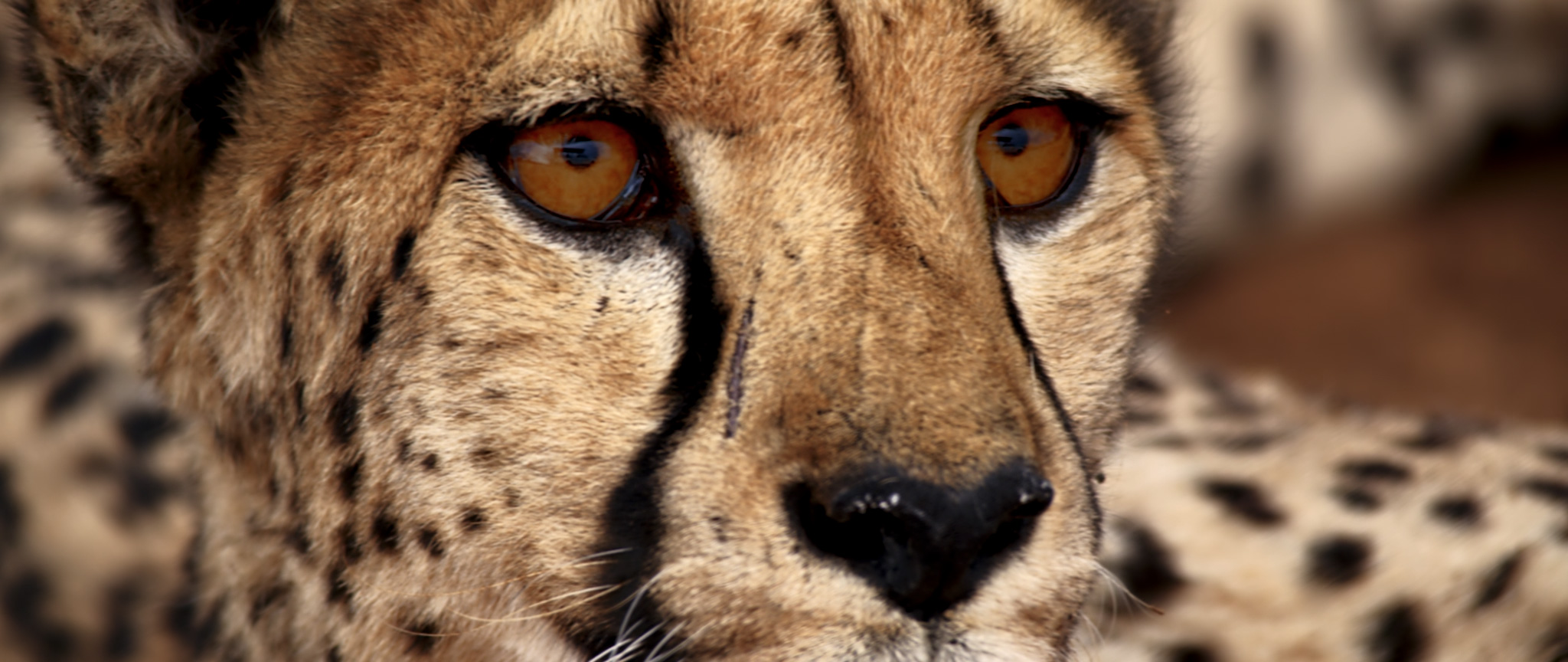 Waterbear | Not A Pet | Cheetah