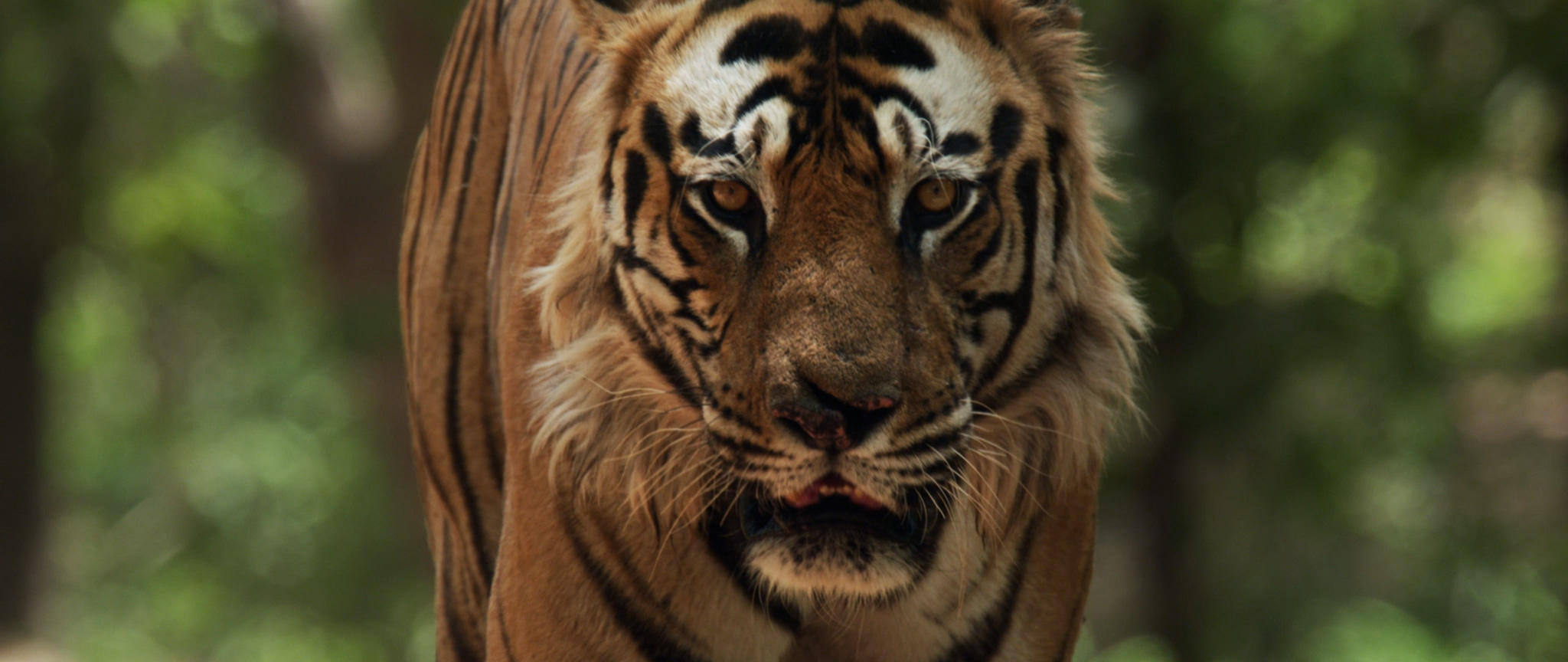 Waterbear | Not A Pet | Tigers