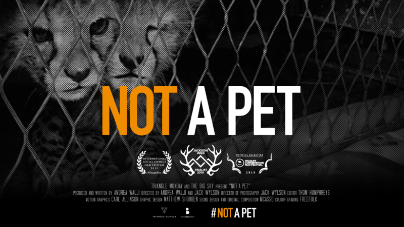 Not a Pet: A Wildlife Documentary That Matters