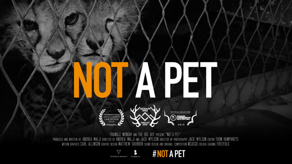 Not a Pet: A Wildlife Documentary That Matters