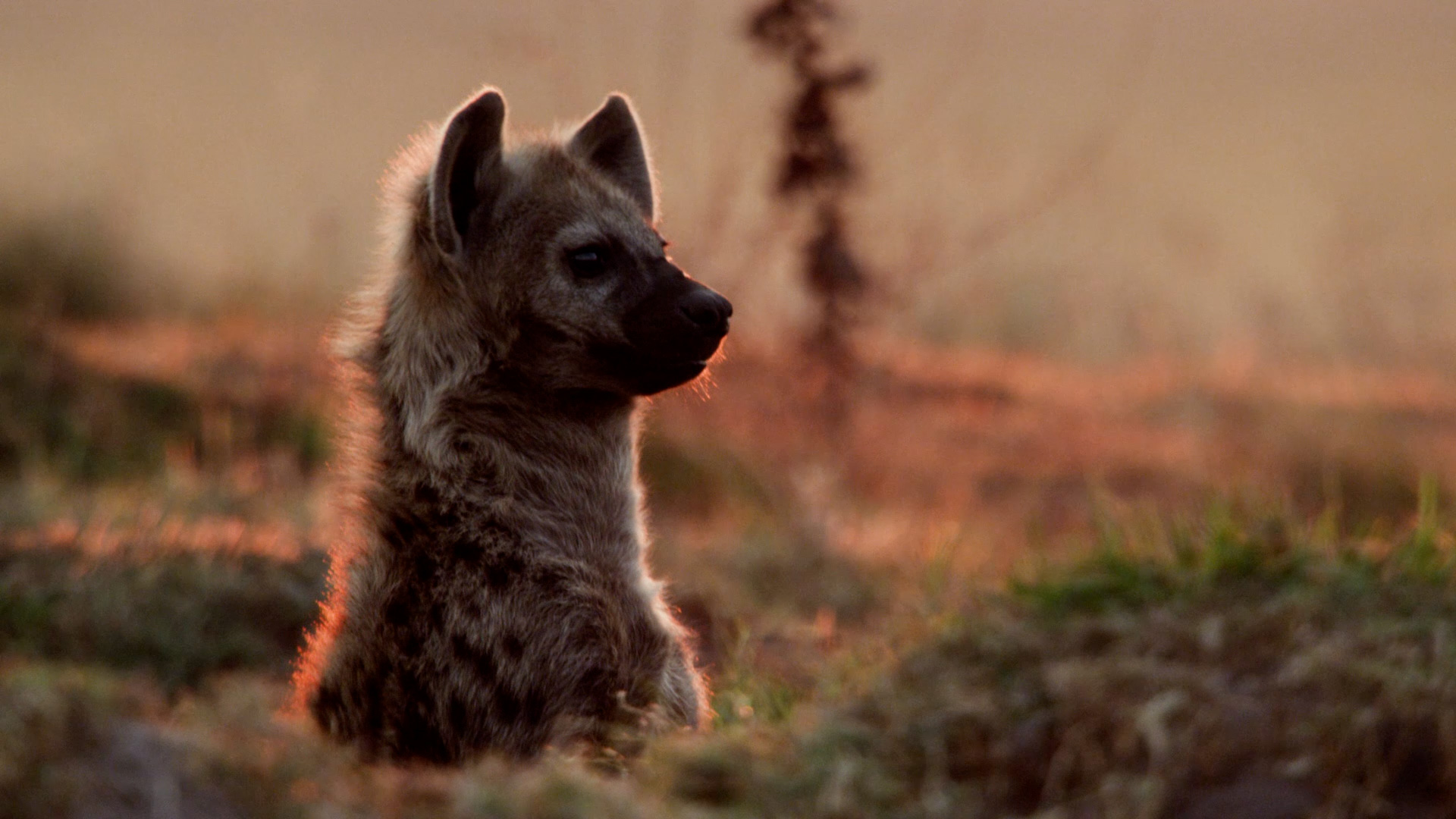 BBC | Wild Files | Hyenas