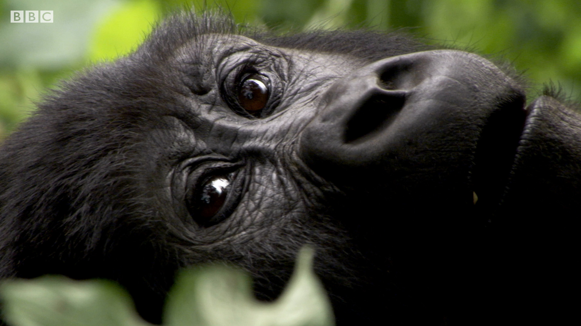 BBC Earth Kids | Wild Bites | Gorillas
